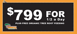 Tree Service Coupon from Tree Worxx, offering 4 hours of labor plus a free organic tree deep root feeding. Contact us now. 